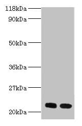 RPL17 / Ribosomal Protein L17 Antibody