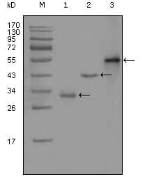 IHC-plus™ EDR / PEG10 Antibody (clone 1B1C4)
