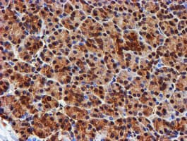 PSMB9 Antibody (clone OTI2B6)