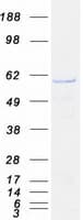 Human COPD / ARCN1 Protein (Recombinant Myc-DDK (Flag))