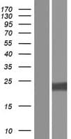 PIK3IP1 / HGFL Protein (Over-Expression Lysate Myc-DDK (Flag))