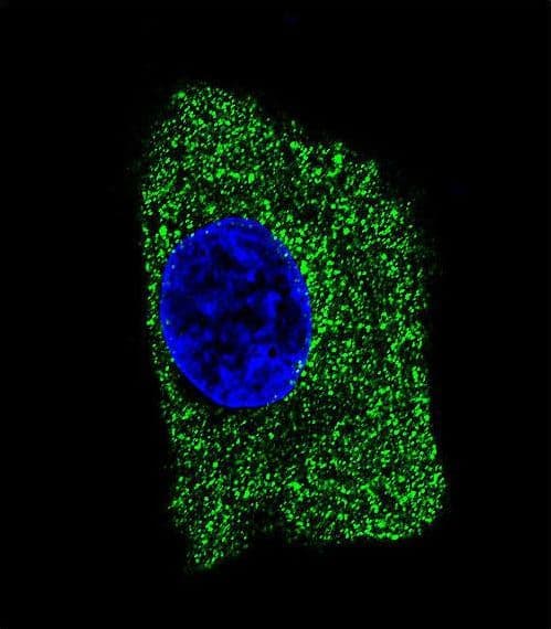 IHC-plus™ LAMP2 / CD107b Antibody