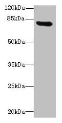 RAD17 Antibody (aa1-270)