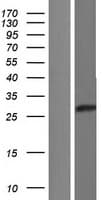 C1orf229 Protein (Over-Expression Lysate Myc-DDK (Flag))