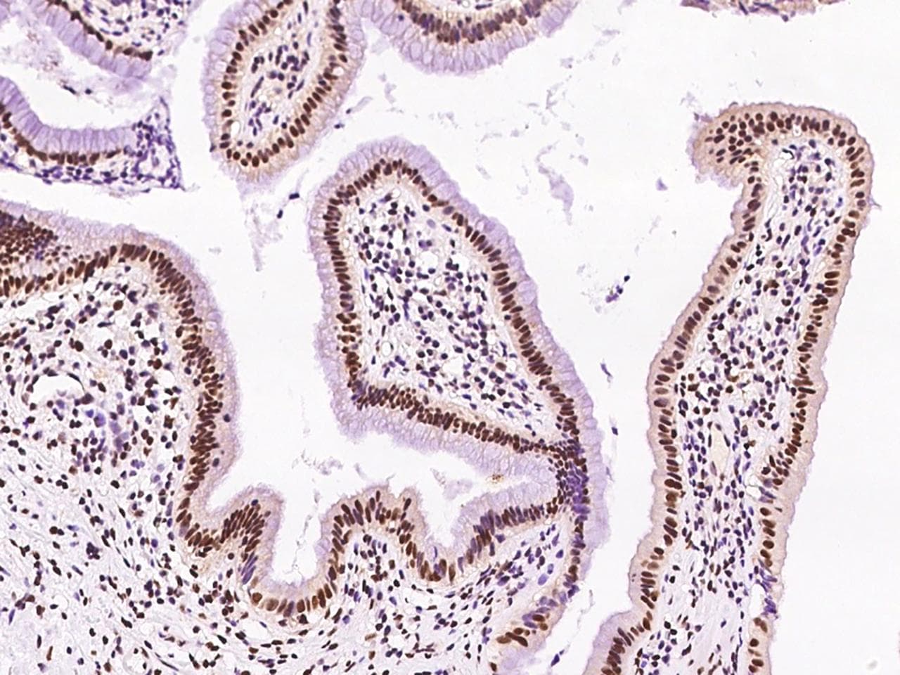 DR1 / NC2 Antibody