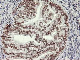 USP7 / HAUSP Antibody (clone OTI3F7)