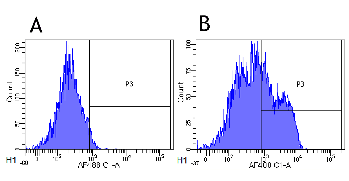 CD22 Antibody (CD22, clone hL22 (Epratuzumab))