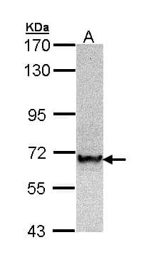 IHC-plus™ TRAF6 Antibody