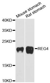 REG4 / REG-IV Antibody