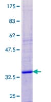 Human NDUFA4 Protein (Recombinant GST)