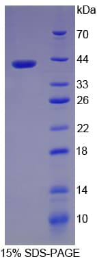 Rat Pepsinogen A Protein (Recombinant His)