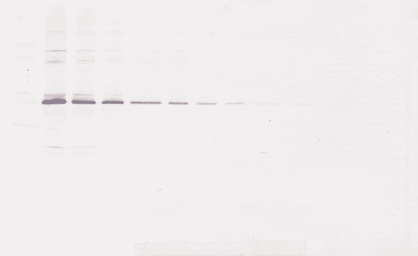 MMP3 Antibody