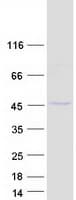 Human SUGT1 / SGT1 Protein (Recombinant Myc-DDK (Flag))