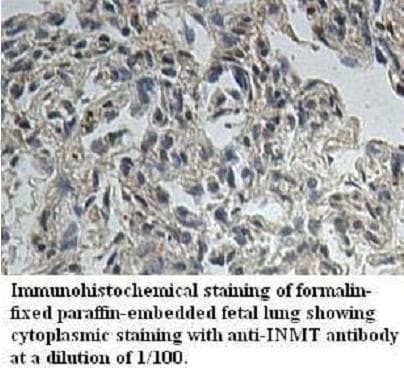 INMT Antibody (aa63-223)
