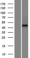 FAM47E Protein (Over-Expression Lysate Myc-DDK (Flag))