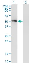 MAPK8 / JNK1 Antibody (clone 4A11)