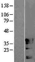 POU4F3 / BRN3C Protein (Over-Expression Lysate Myc-DDK (Flag))