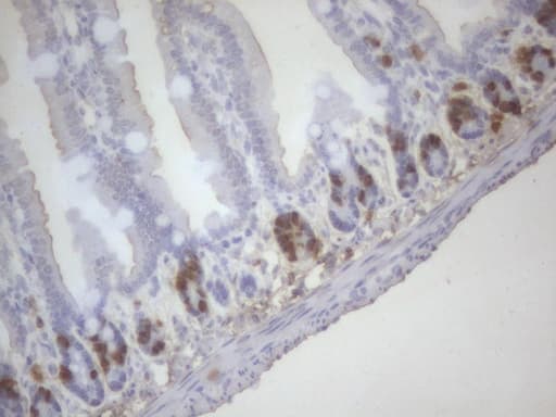 Monoclonal Rat BrdU Antibody (clone 5E6, IHC)