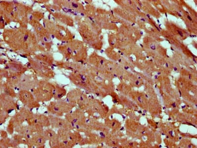 SKA2 Antibody