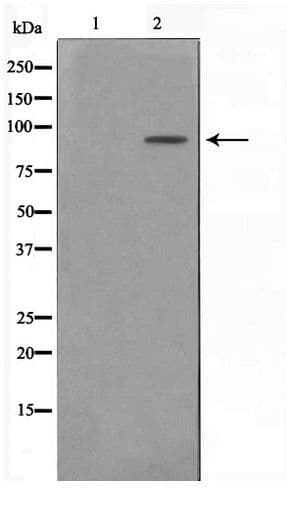 ZNF287 Antibody