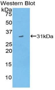 CD1D Antibody (aa64-298)