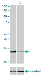 RPA3 Antibody (clone 1F4)