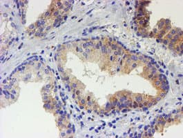 USP36 Antibody (clone OTI9F5)