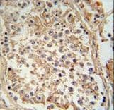 GTPBP2 Antibody (aa536-564)