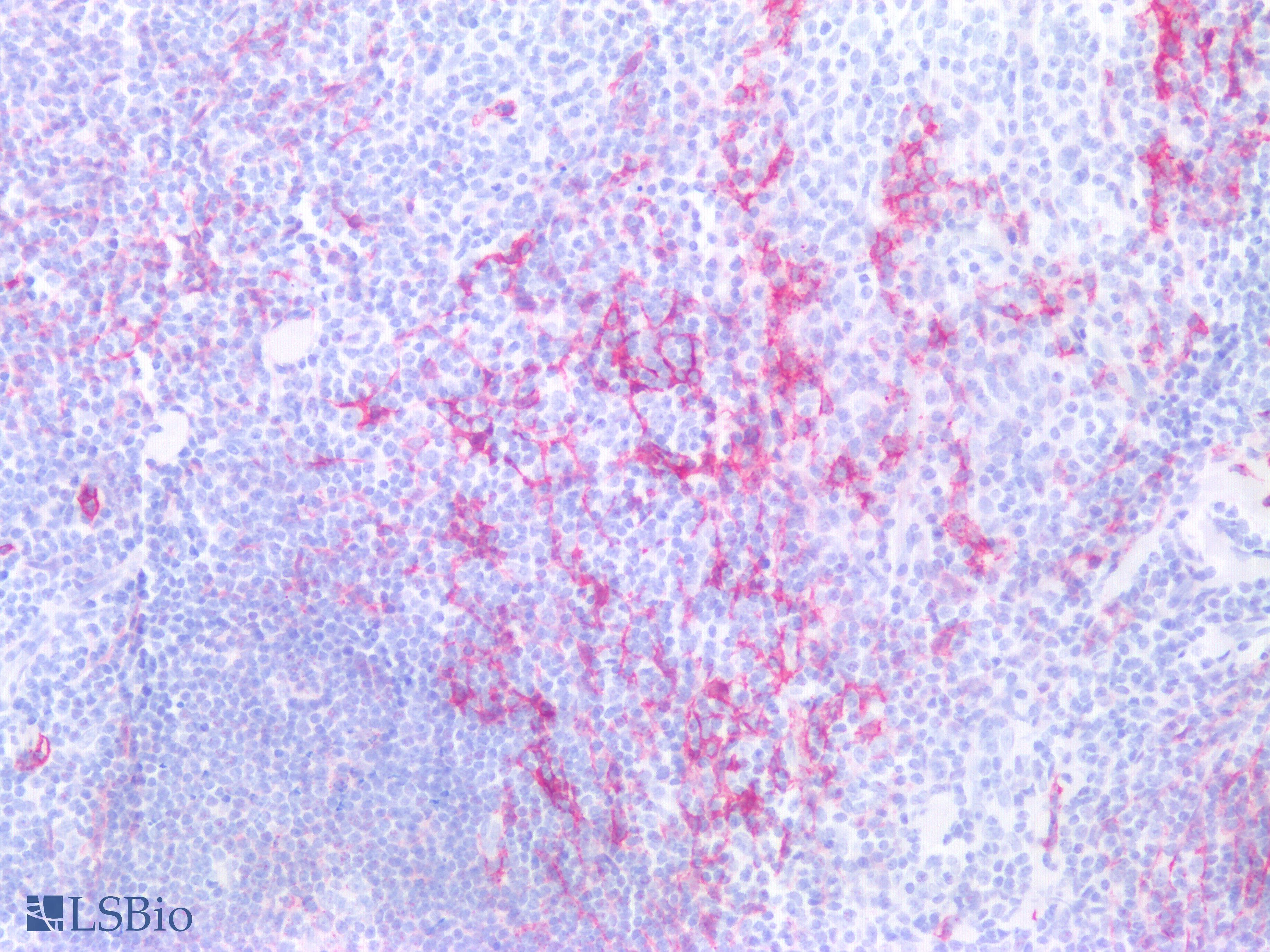 IHC-plus™ PDPN / Podoplanin Antibody (clone D2-40)