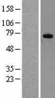 DDX3 / DDX3X Protein (Over-Expression Lysate Myc-DDK (Flag))