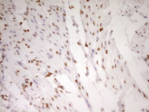 FOS / c-FOS Antibody (clone OTI2D2)