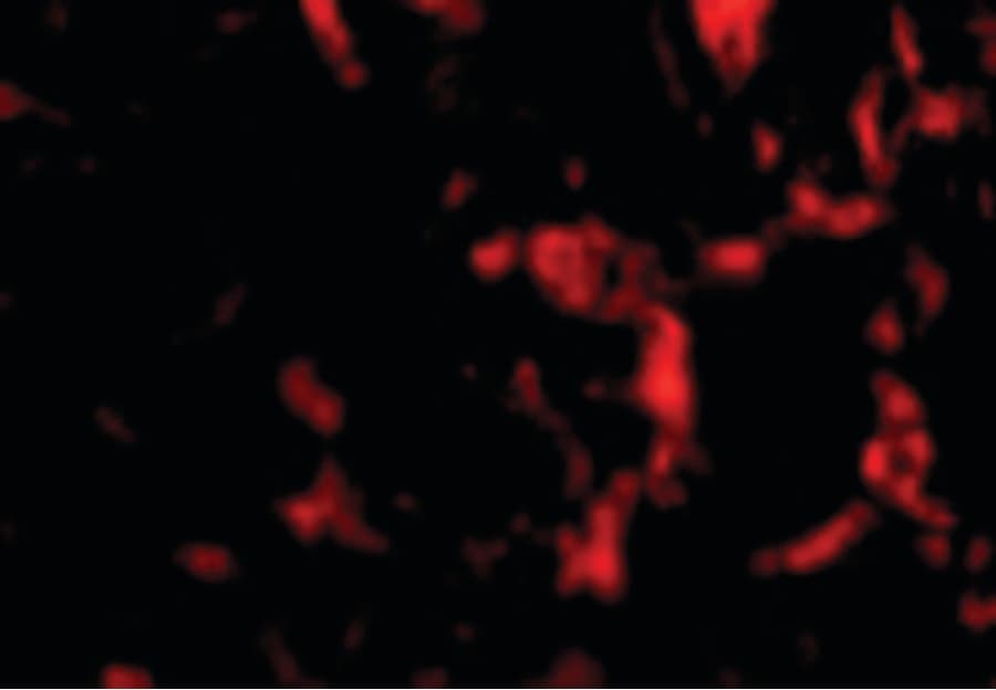 WNT10A Antibody