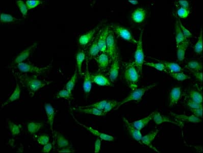LETM1 Antibody
