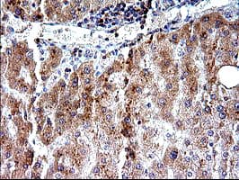 SHBG Antibody (clone OTI1D10)