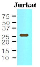 IL-33 Antibody (aa112-270, clone 4E9)