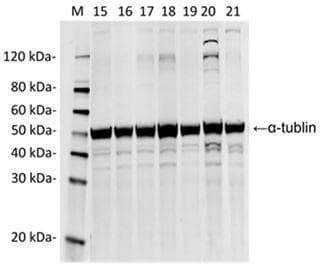 Monoclonal Mouse anti-Streptococcus pyogenes Streptococcus pyogenes CRISPR-associated endonuclease Cas9/Csn1 Antibody (clone 14B6, IF, WB)
