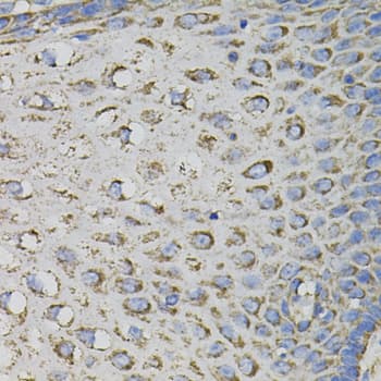 IHC-plus™ CD45 / LCA Antibody