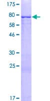 Human CFAP53 / CCDC11 Protein (Recombinant GST)