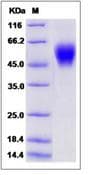 Mouse LAIR1 / CD305 Protein (Recombinant Human IgG Fc, C-terminus)