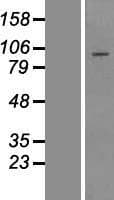 TTC21B Protein (Over-Expression Lysate Myc-DDK (Flag))