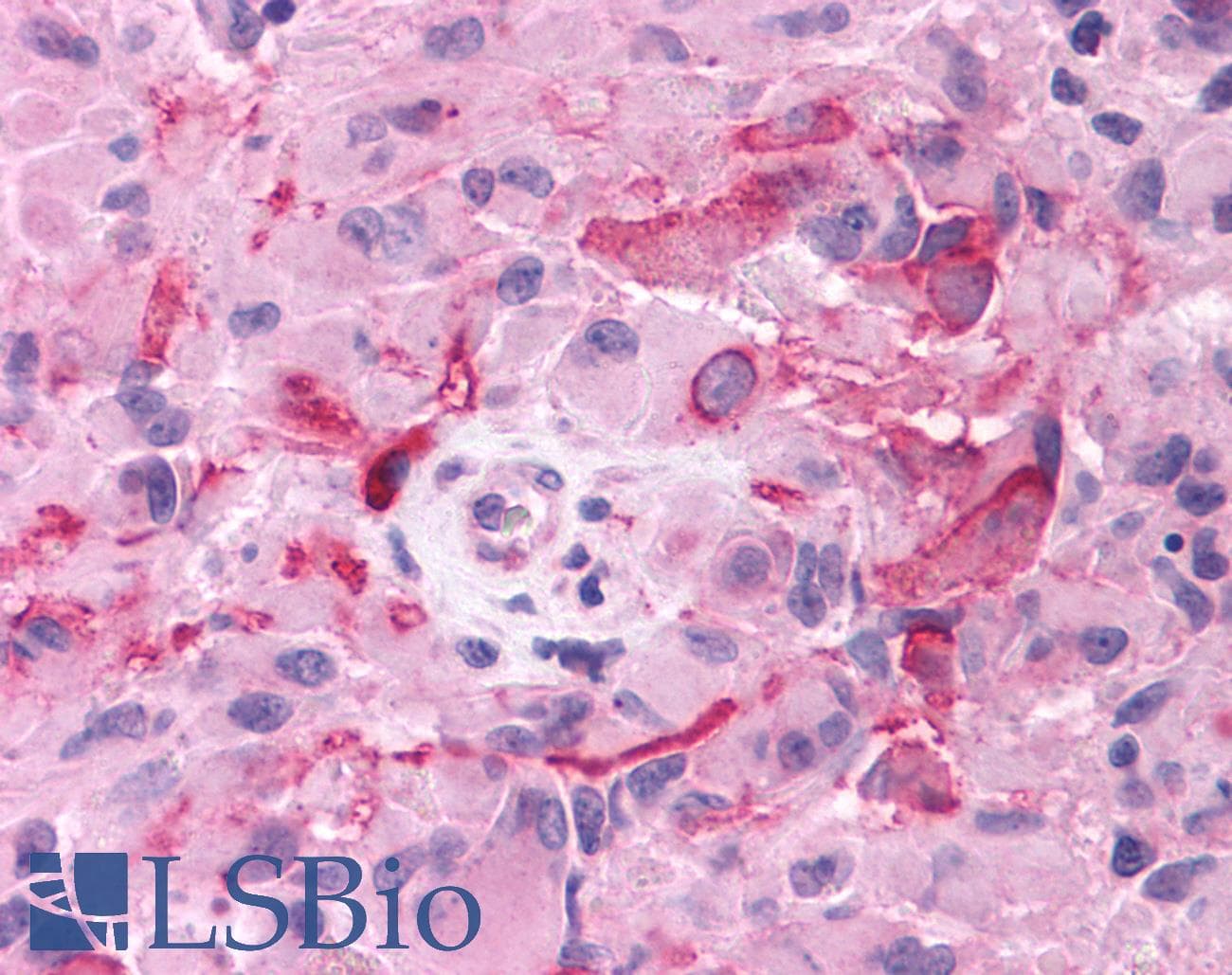 PathPlus™ GRM3 / MGLUR3 Antibody (N-Terminus)