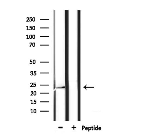 CREG / CREG1 Antibody