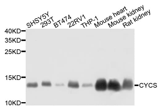 Polyclonal Rabbit anti-Human CYCS / Cytochrome c Antibody (IHC, IF, WB)