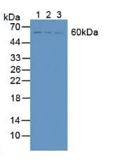 STAM2 Antibody (aa1-377, APC)