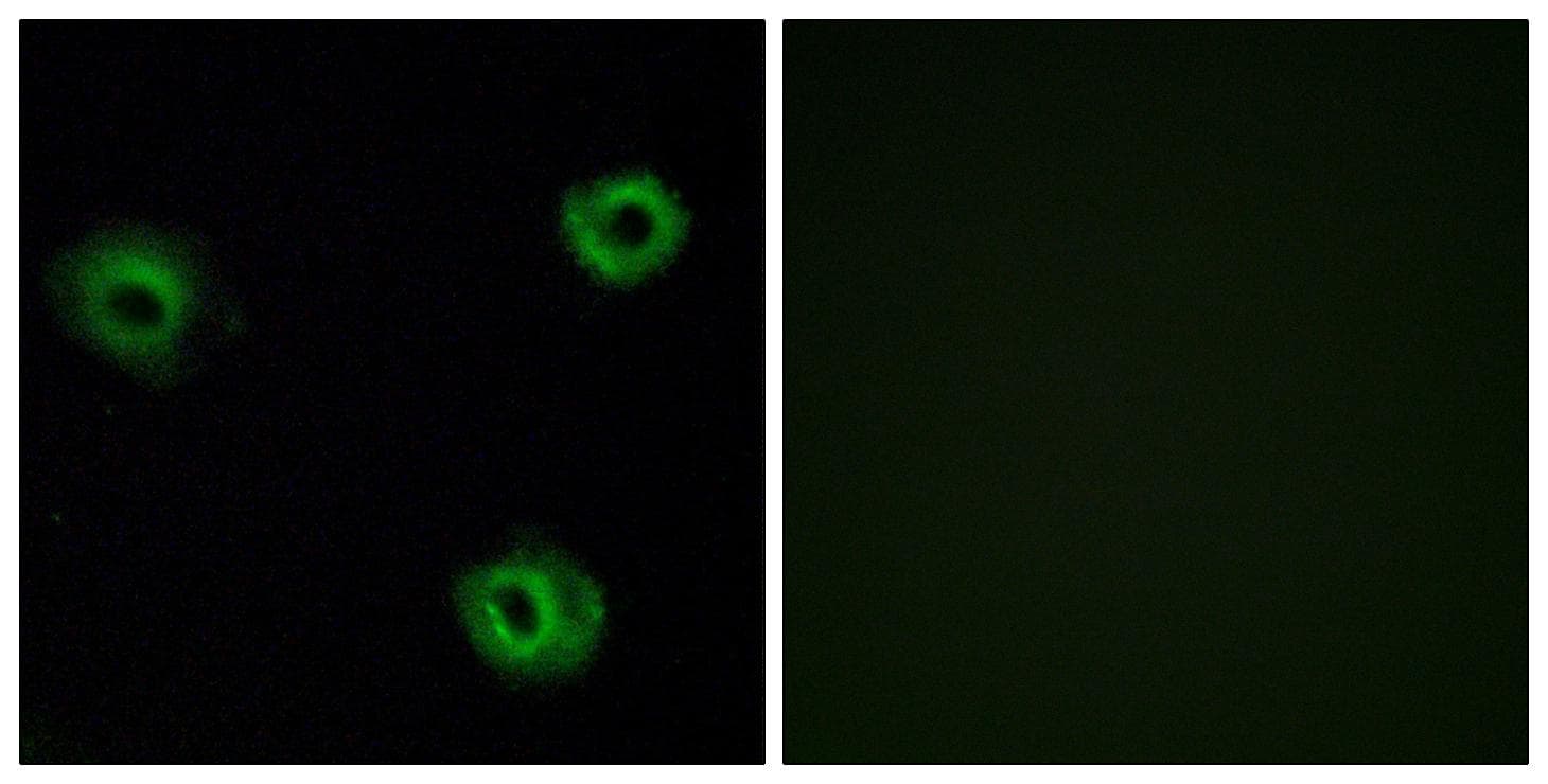 Polyclonal Rabbit anti-Human NTSR2 / NTR2 Antibody (IF, WB)