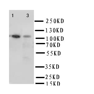 ITGA3 / CD49c Antibody (aa51-67)