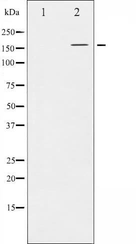 EGFR Antibody (phospho-Thr678)