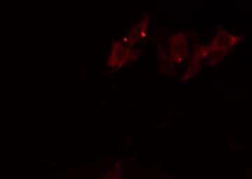 CYP2S1 Antibody