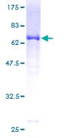 Human SAE1 Protein (Recombinant GST)