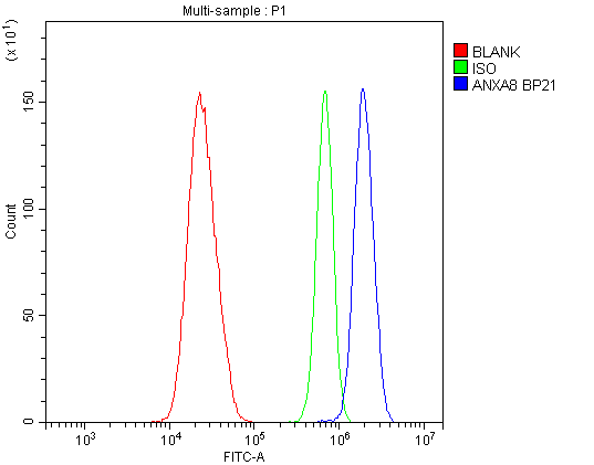 ANXA8 / Annexin A8 Antibody